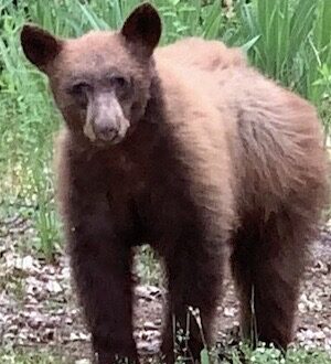 Zoomed-in photo of a young wild bear emerging from a forested canyon, eyes meeting the camera with calm presence and curiosity.