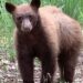 Zoomed-in photo of a young wild bear emerging from a forested canyon, eyes meeting the camera with calm presence and curiosity.