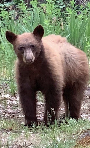 Zoomed-in photo of a young wild bear emerging from a forested canyon, eyes meeting the camera with calm presence and curiosity.