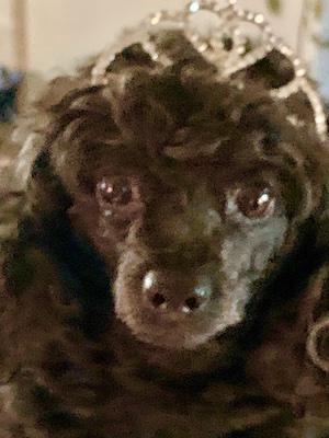 Precious Black Toy Poodle Face wearing a crystal tiara