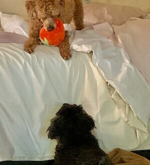 Red Mini Poodle on bed with orange fluff toy teasing black toy poodle who can't jump up onthebed