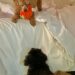 Red Mini Poodle on bed with orange fluff toy teasing black toy poodle who can't jump up onthebed