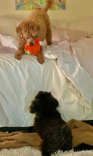 Red Mini Poodle on bed with orange fluff toy teasing black toy poodle who can't jump up onthebed