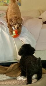 Red mini poodle with red strawberry fluff toy teasing black toy poodle from his leverage above her on the bed
