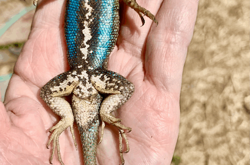 Blue belly lizard laying in Ave’s hand in the sunlight.