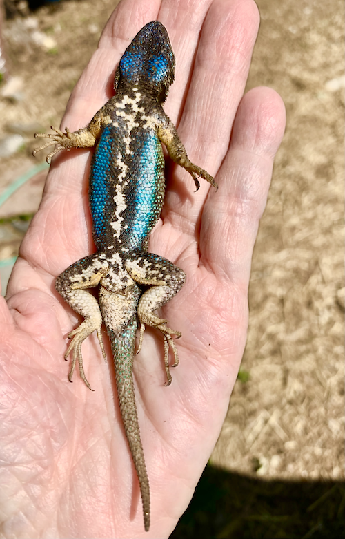 Blue belly lizard laying in Ave’s hand in the sunlight.