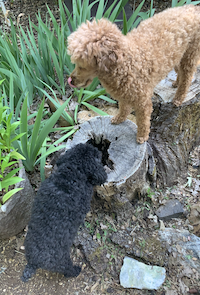 Two poodles, Easton and Juliette, exploring the sunlit tree stumps and iris patch where lizards hide among the greenery, inside the stump and rocks.