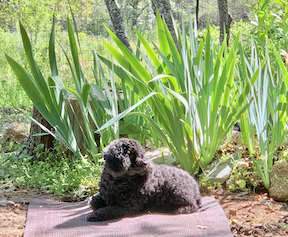 Toy poodle Juliette laying calmly in front of the lizard habitat, with iris leaves behind her — a moment of morning calm before the first lizard kill later that day, before the barrier was built.