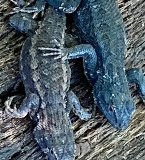 Two lizards curled together in sleep, tucked in the curve of an old piece of bark from a tree stump, their bodies gently touching — a rare glimpse of tenderness that revealed their capacity for love.