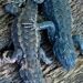 Two lizards curled together in sleep, tucked in the curve of an old piece of bark from a tree stump, their bodies gently touching — a rare glimpse of tenderness that revealed their capacity for love.