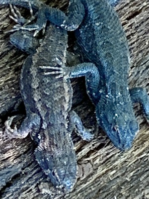 Two lizards curled together in sleep, tucked in the curve of an old piece of bark from a tree stump, their bodies gently touching — a rare glimpse of tenderness that revealed their capacity for love.