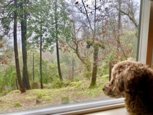 Easton the poodle looking out into the rainy forest.